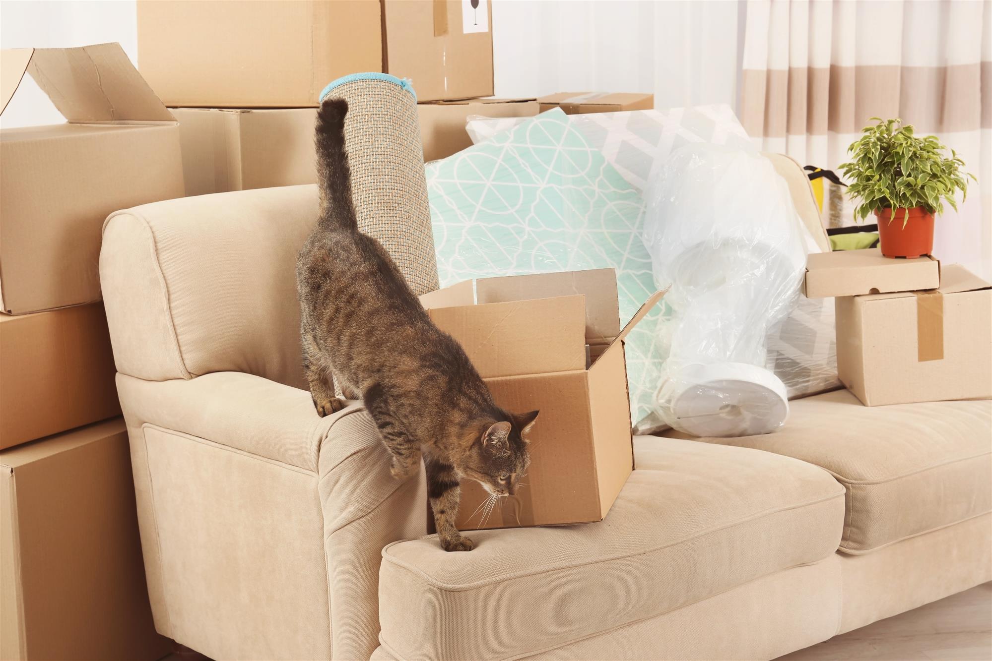 the art of furniture packing